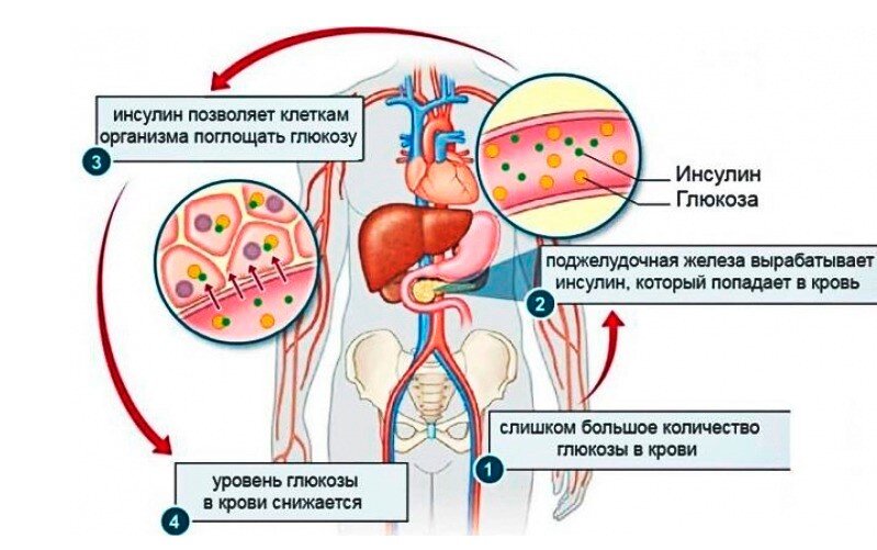 Источник фото: https://econet.ru/articles/diagnostika-insulinorezistentnosti