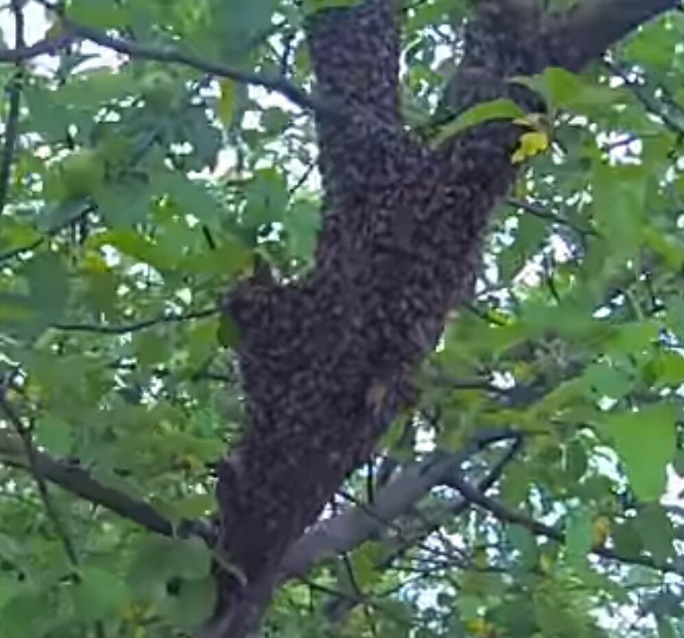 Рой  покинувший улей со старой маткой облепил  ствол дерева. Разведчицы тем временем ищут новое пристанище для семьи.