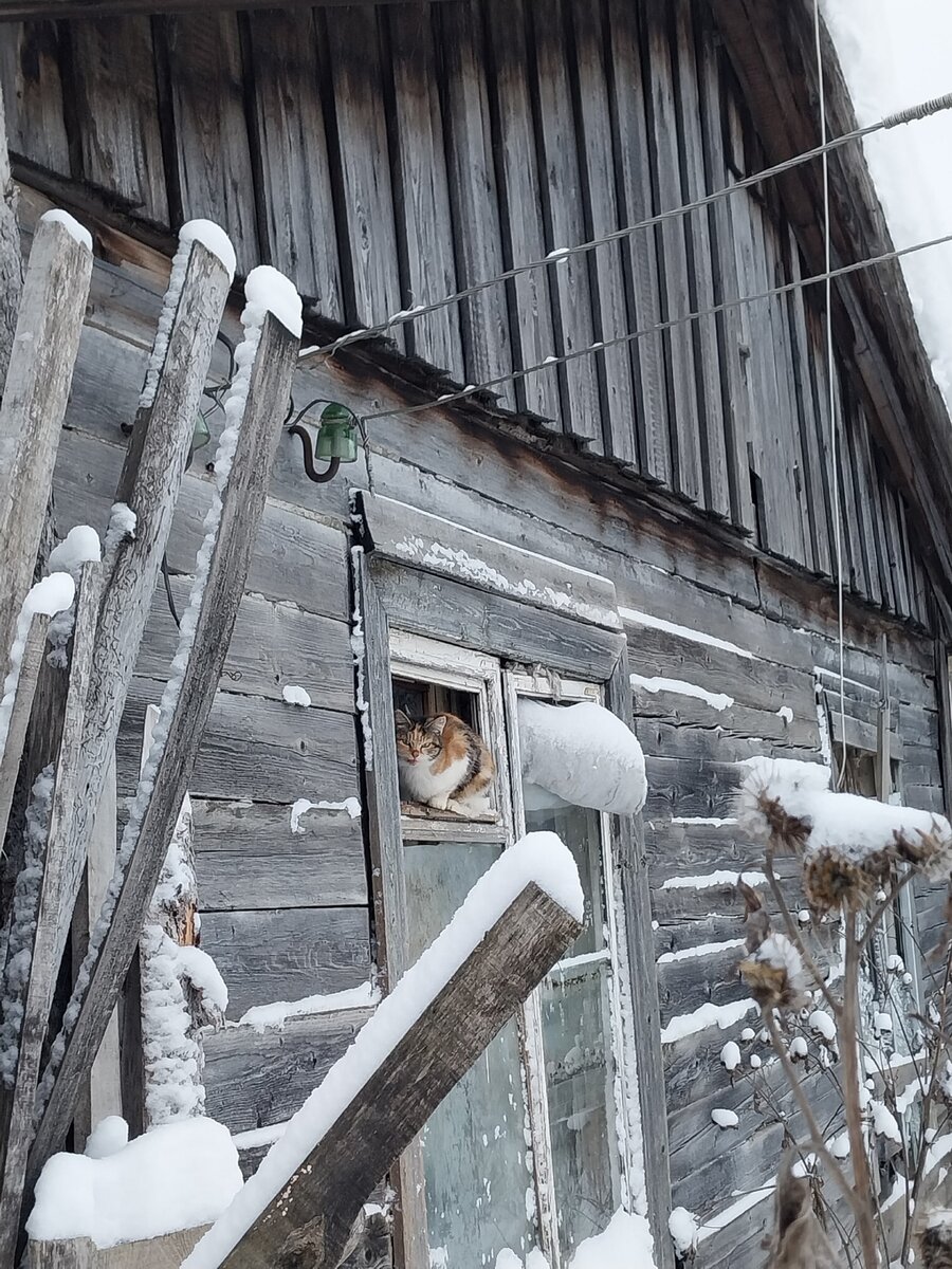 Кошки свободно могли выходить через форточки, и их подкармливала местная жительница