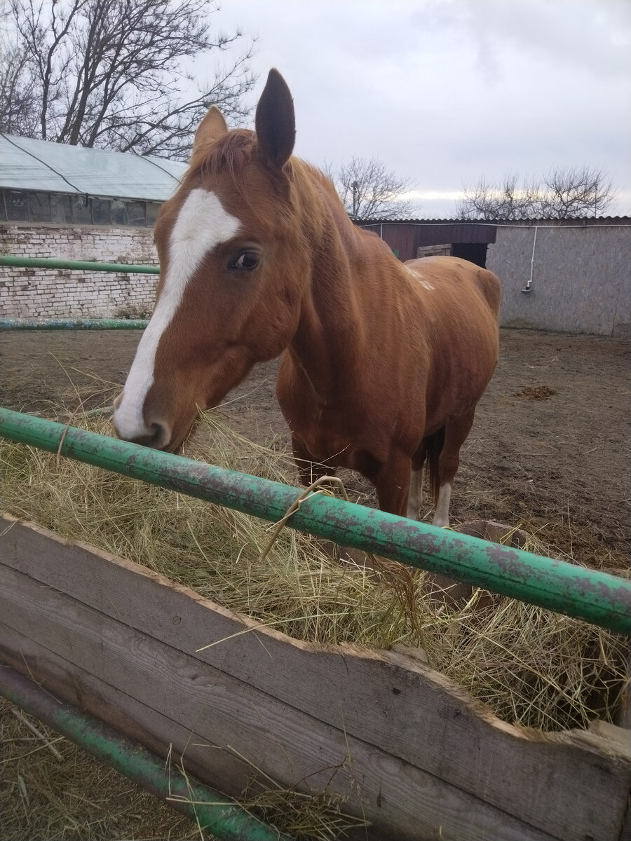 Прогулялись в школу юнатов в новогодние каникулы