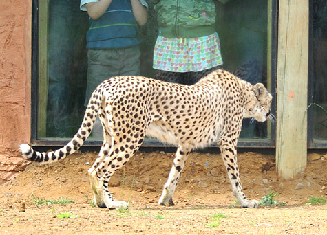 Гепард в своем вольере в зоопарке ZSL Whipsnade, Великобритания. (Фотография предоставлена Джимом Ашервудом)
