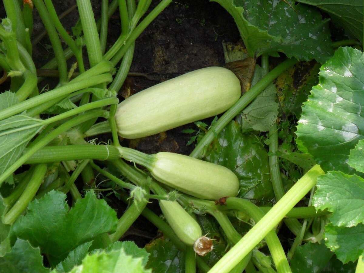 Кабачки на грядке.