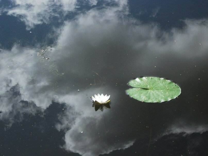 Нимфея (кувшинка). Снято в Ярославской области (д. Борок Некоузского района).