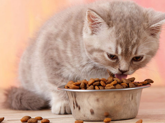 Многие владельцы домашних животных, в частности, кошек, скептически относятся к сухому корму. Имеется в виду кормление кормом маленьких котят.