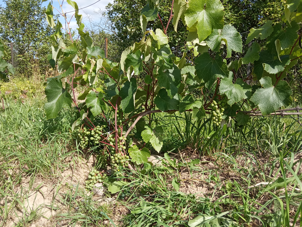 Виноград Магдальский  под Гатчиной в августе.