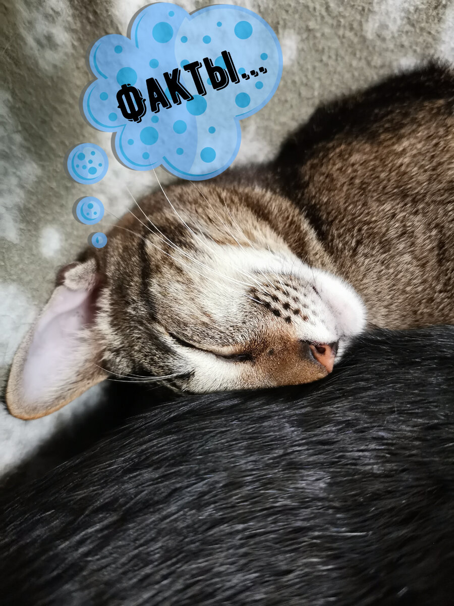 Факты, факты, факт-ики...