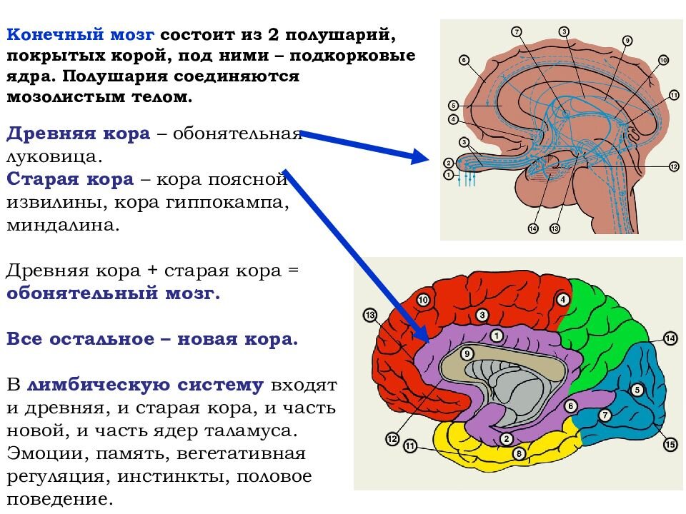 Организация коры головного мозга. Палеокортекс архикортекс неокортекс.