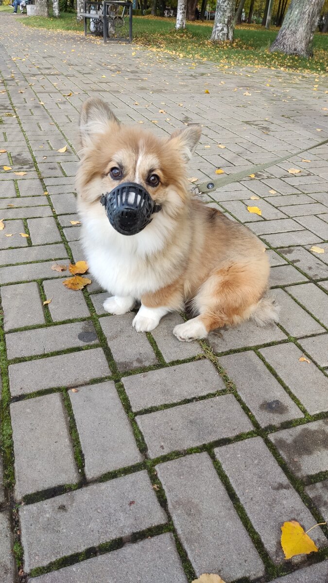 Тогда Амуру выглядел вот так. 