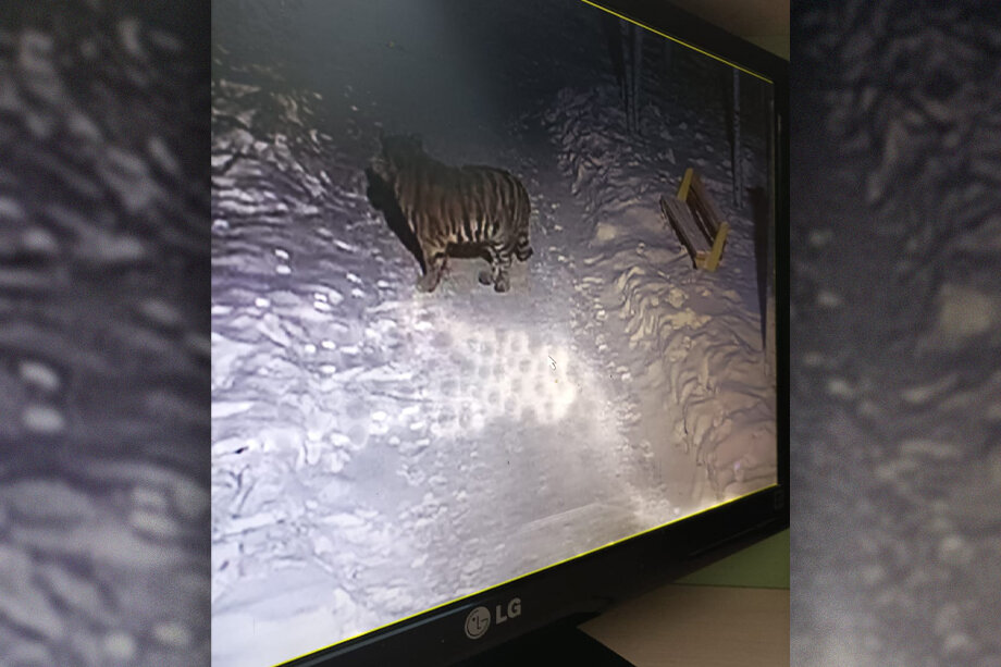 Этой зимой тигры заходят в населённые пункты значительно чаще, чем раньше. Фото предоставлено местными жителями