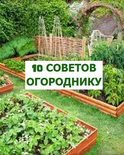 10 способов применения хозяйственного мыла в саду и огороде | Полезно (демонтаж-самара.рф)