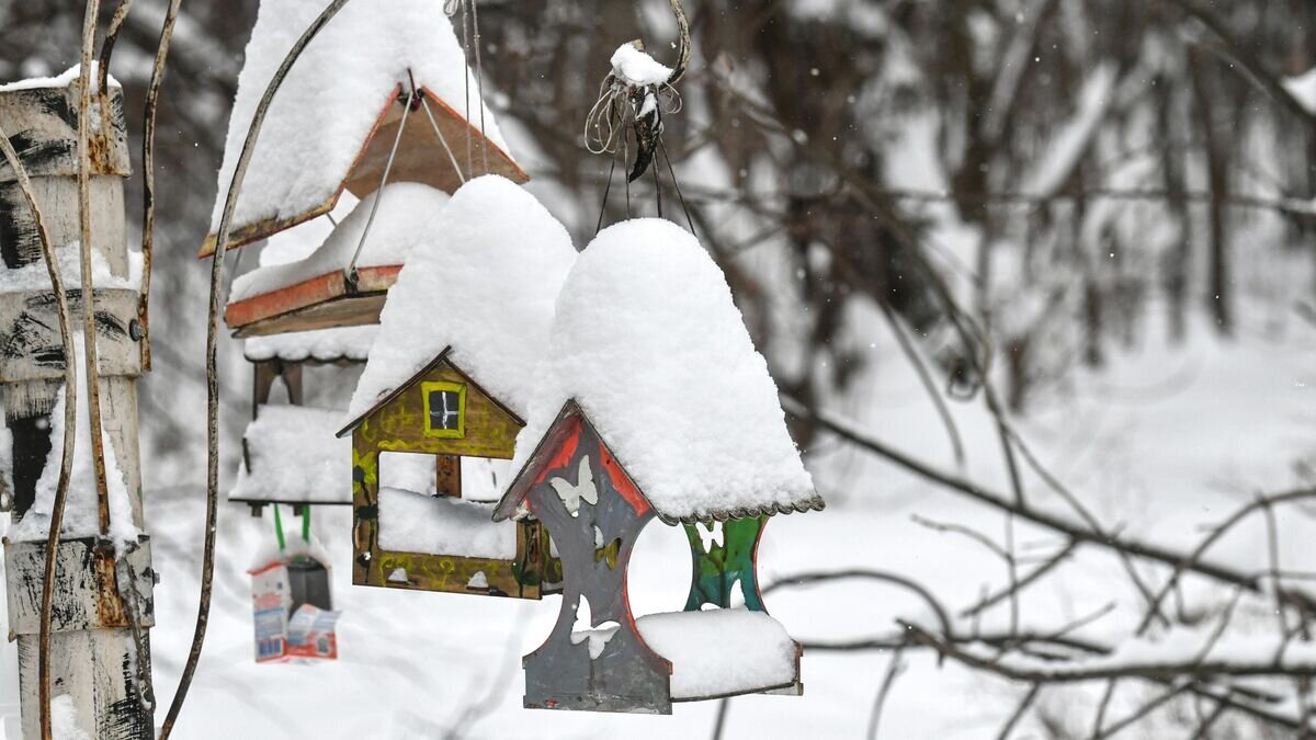    Скворечники в парке "Сокольники"© РИА Новости / Михаил Воскресенский