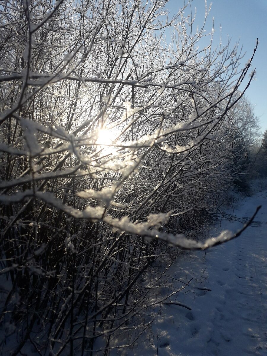 Капелька солнца в холодной зиме.