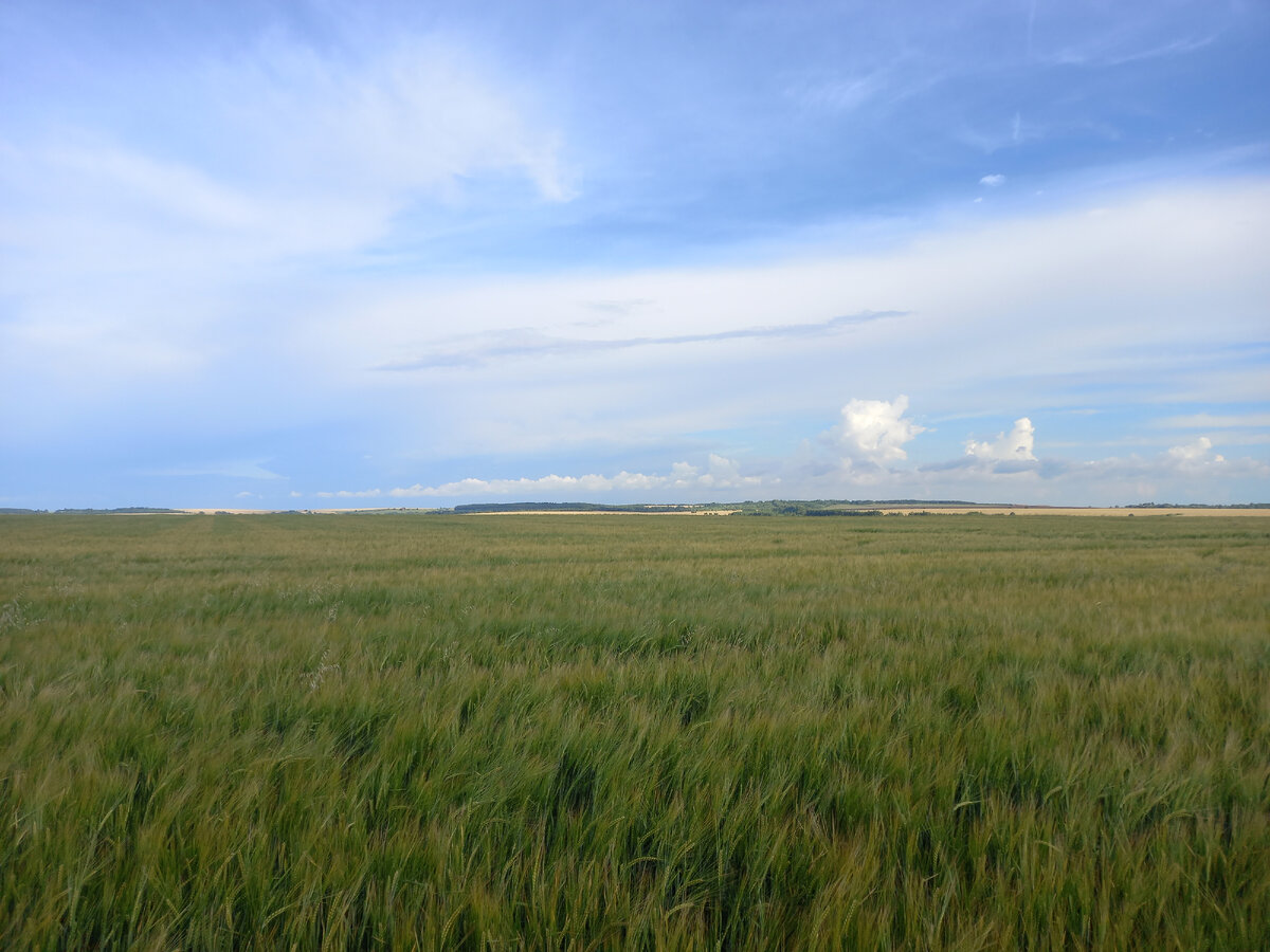 Даже ячмень, относительно других зерновых низкорослый, доступен голубям в основном уже просыпанным после уборки
