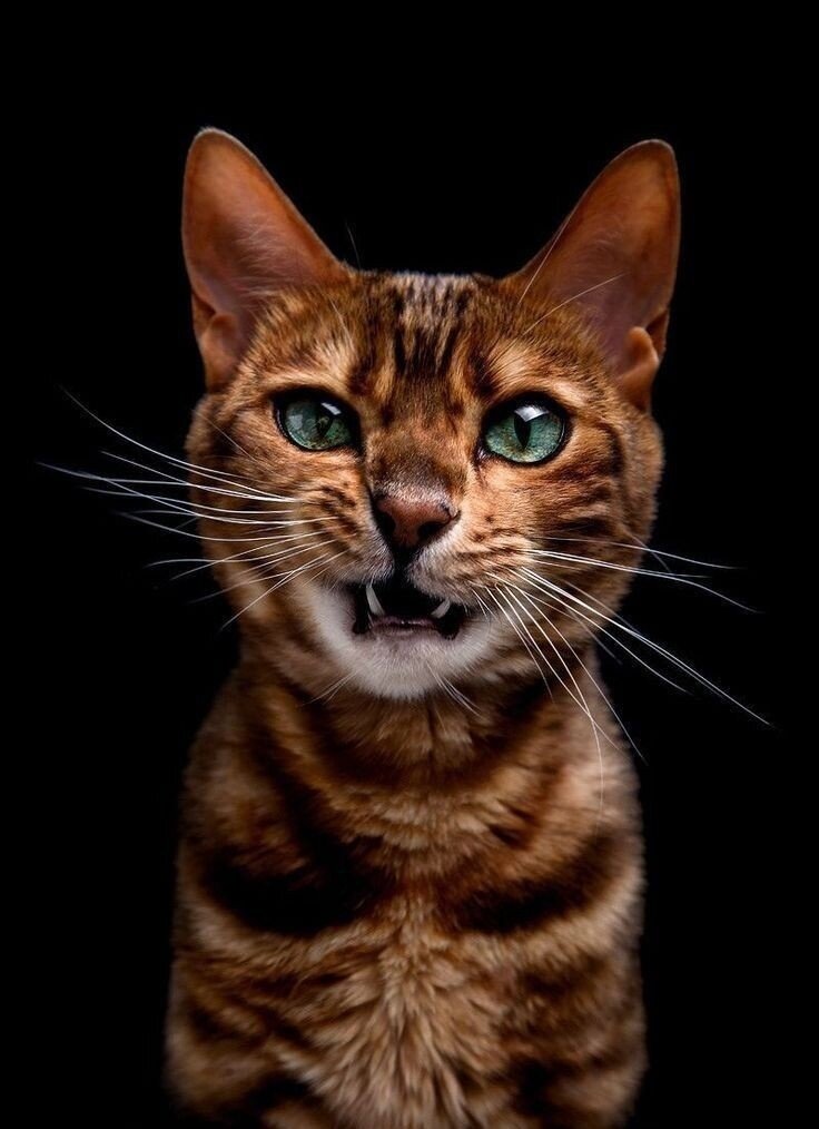 Фото заимствовано с сайта https://ru.pinterest.com/