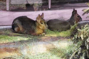 Фото: сайт Ленинградского зоопарка