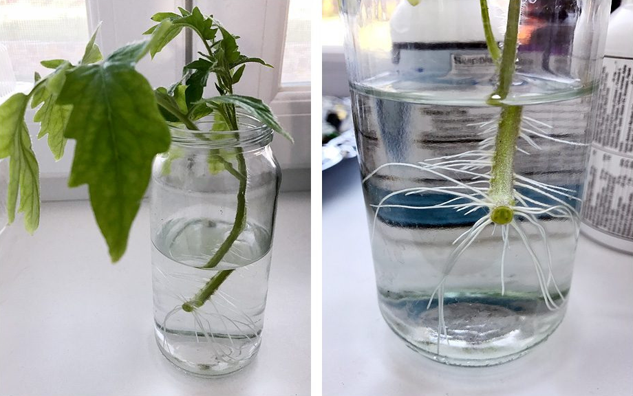Укоренение рассады томатов в воде. Фото из свободных источников интернета.