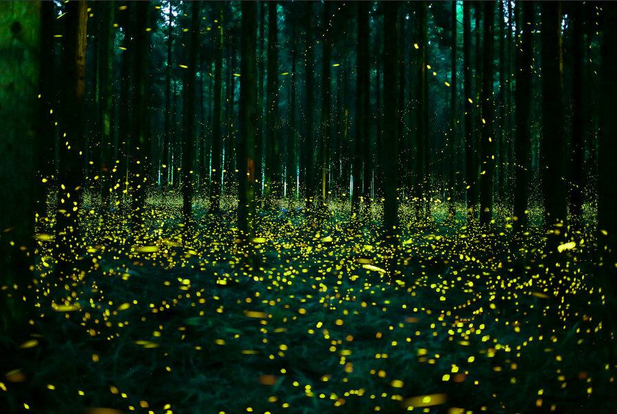 Источник: https://museum-design.ru/wp-content/uploads/fireflies-06.jpg
