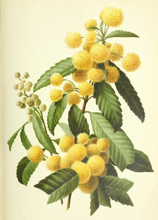 Ботаническая иллюстрация