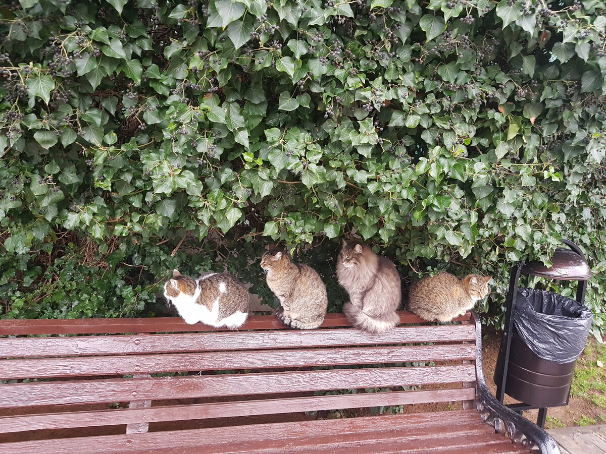 Сочинские коты