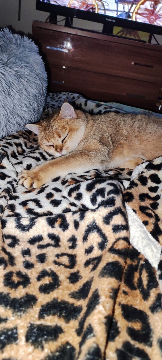 Спала Оливка, пока  Фася не проснётся