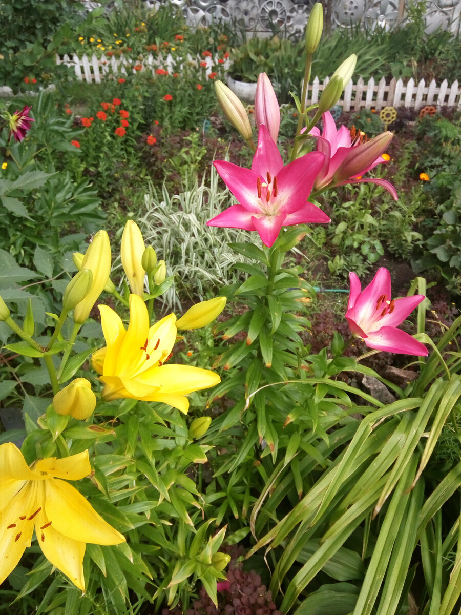 мои цветы остались в воспоминания