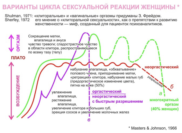 Разноцветные графики на данном изображении — это наглядный пример различных колебаний возбуждения женщины во время полового акта.  
