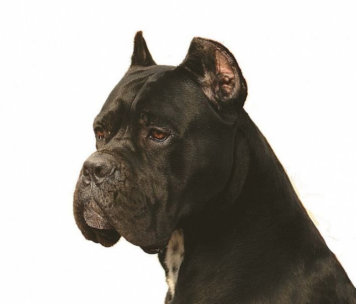      Бедный пёс Канэ Корсо спасён