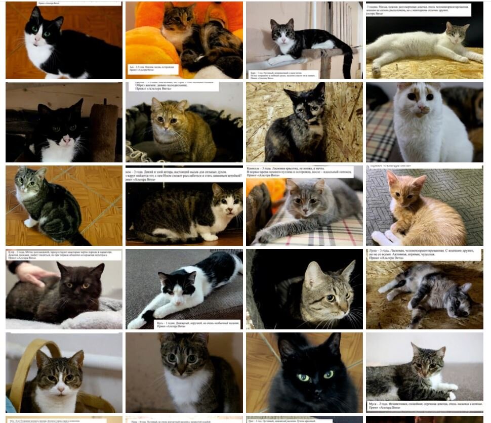 Нагладила котек в приюте | Кошкиспас. Калейдоскоп спасателя животных | Дзен