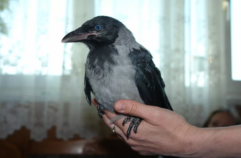 Ворон на домашнем турецкий. Ручная ворона. Ручной ворон. Домашние вороны. Домашняя ворона.