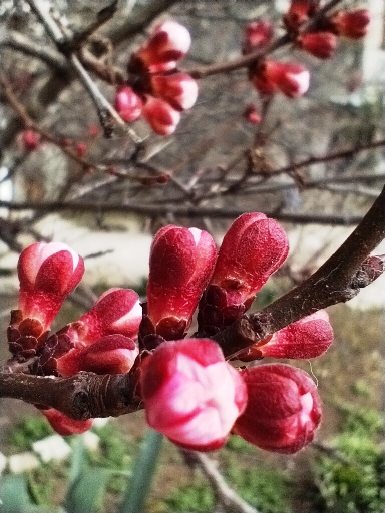 Абрикос готов зацвести. Фото автора канала