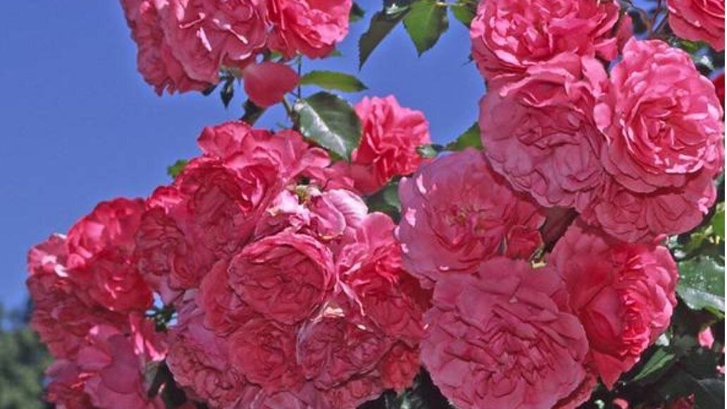 Rosarium Uetersen