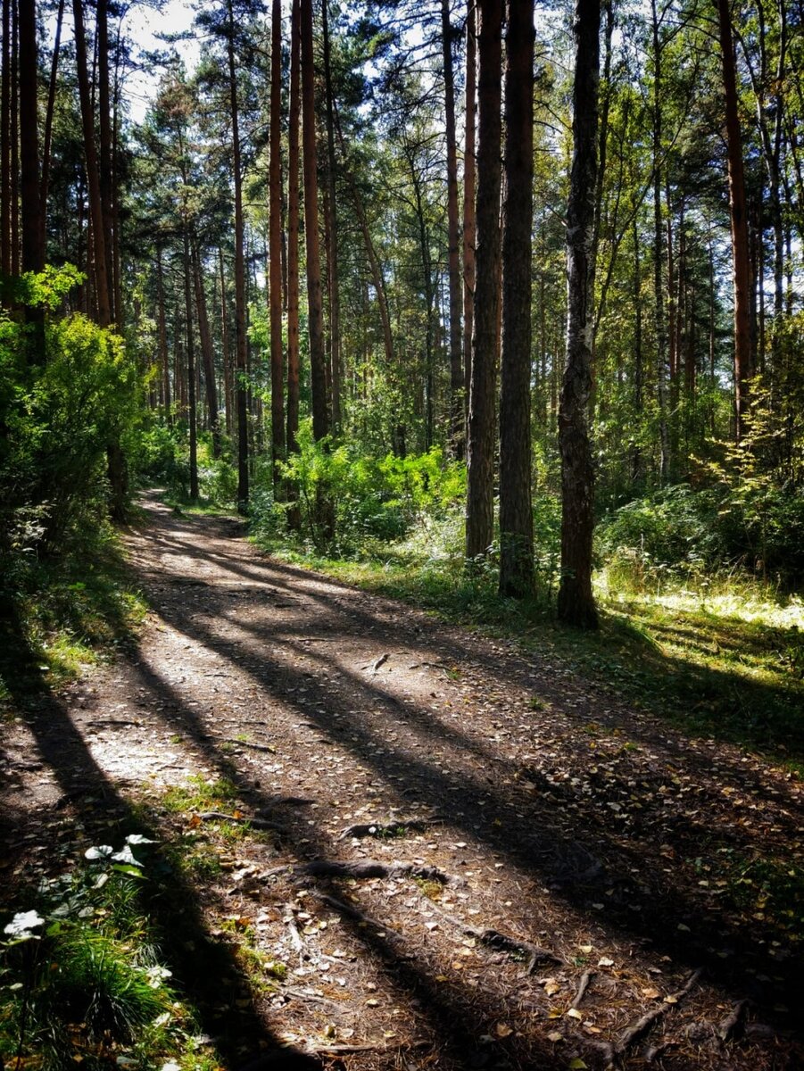 Калиновский лесной парк объединяет | Наш Урал и весь мир. Цели и маршруты  для самостоятельных поездок | Дзен