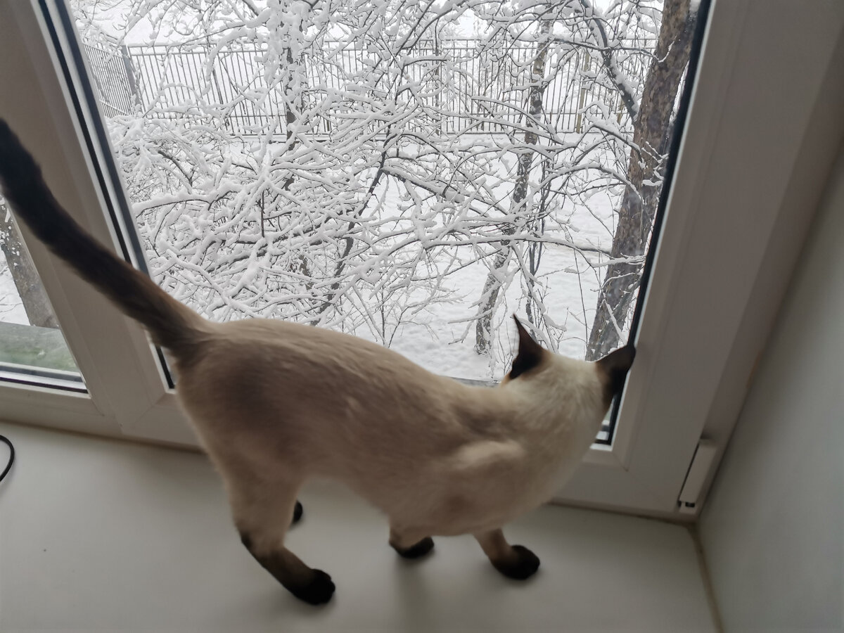 Марта смотрит в окно 