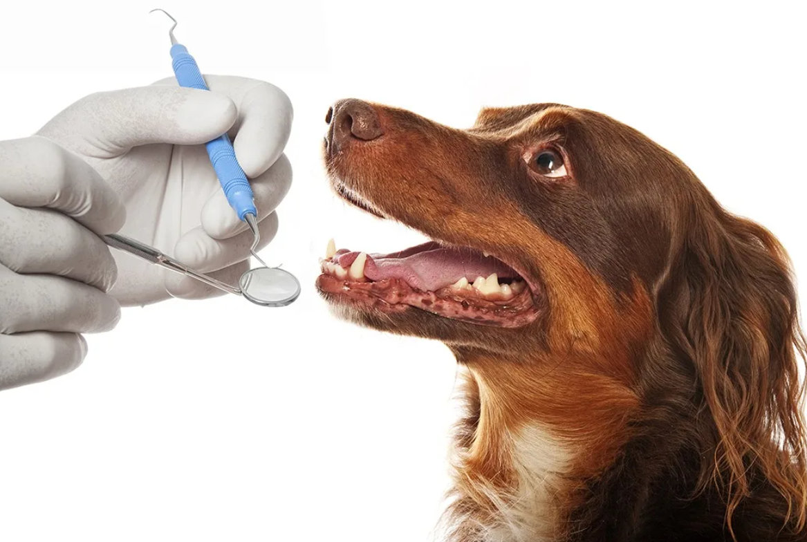 Ветклиники чистка зубов. Стоматология животных. Ультразвуковая чистка зубов собаке.