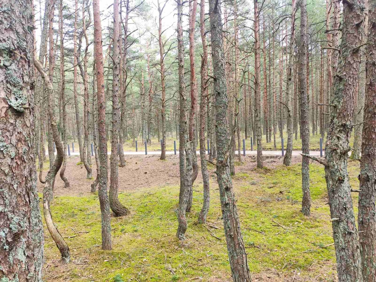 Фото автора изогнутые сосны, соседствуют с прямыми.