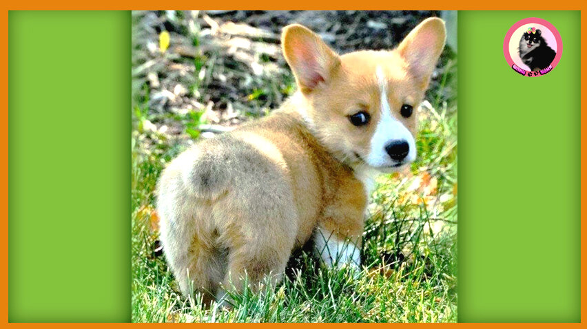 У меня тоже есть хвост 🐾 Шпиц Боня