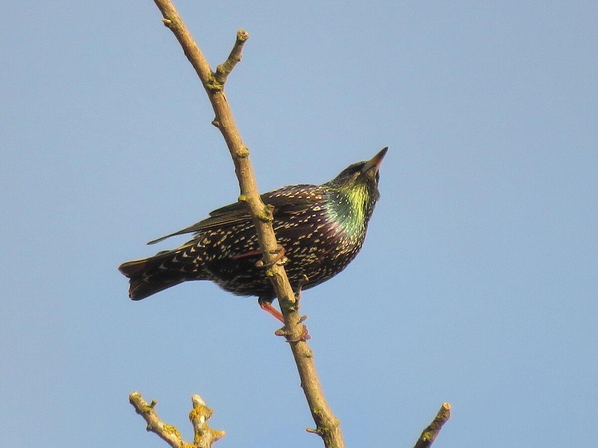 Вот так переливается оперение скворца на солнце.