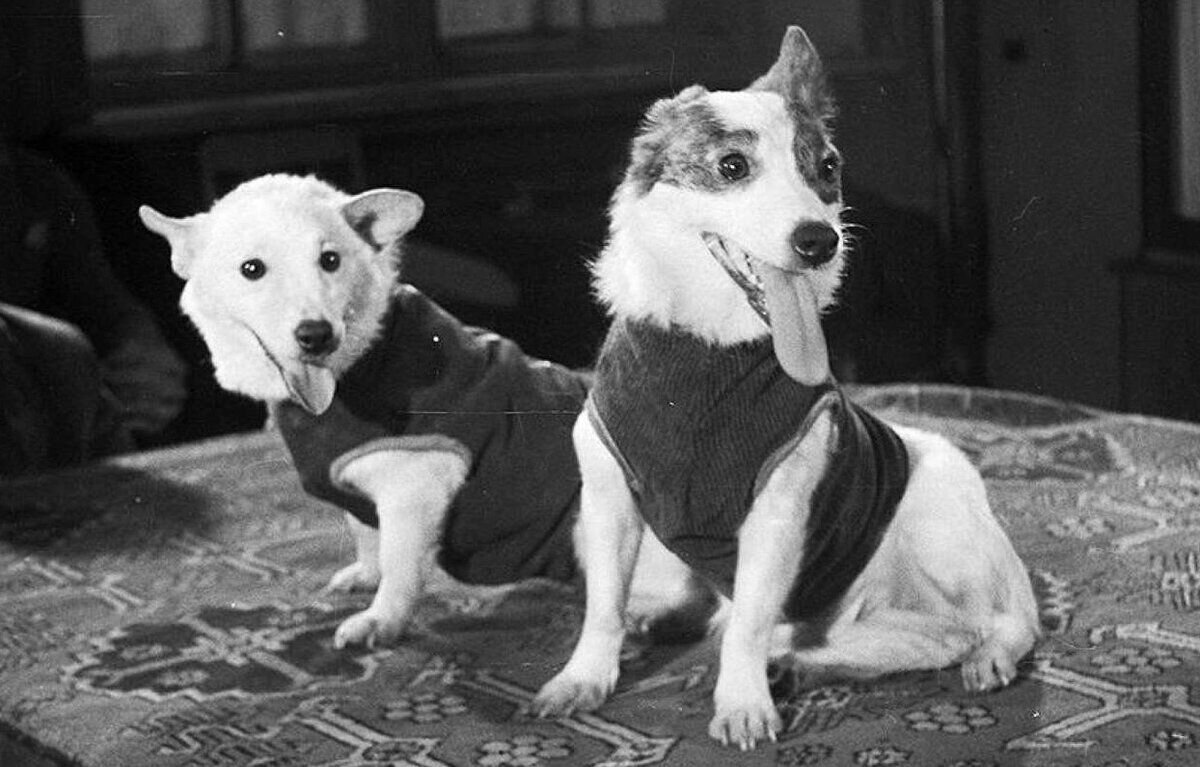 белка и стрелка перед полётом