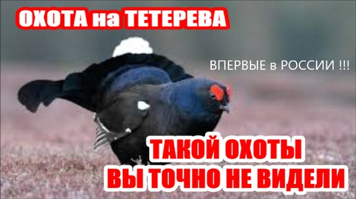 ОХОТА на ТЕТЕРЕВА .ВПЕРВЫЕ в РОССИИ ... ТАКОЙ ОХОТЫ ВЫ ТОЧНО НЕ ВИДЕЛИ...