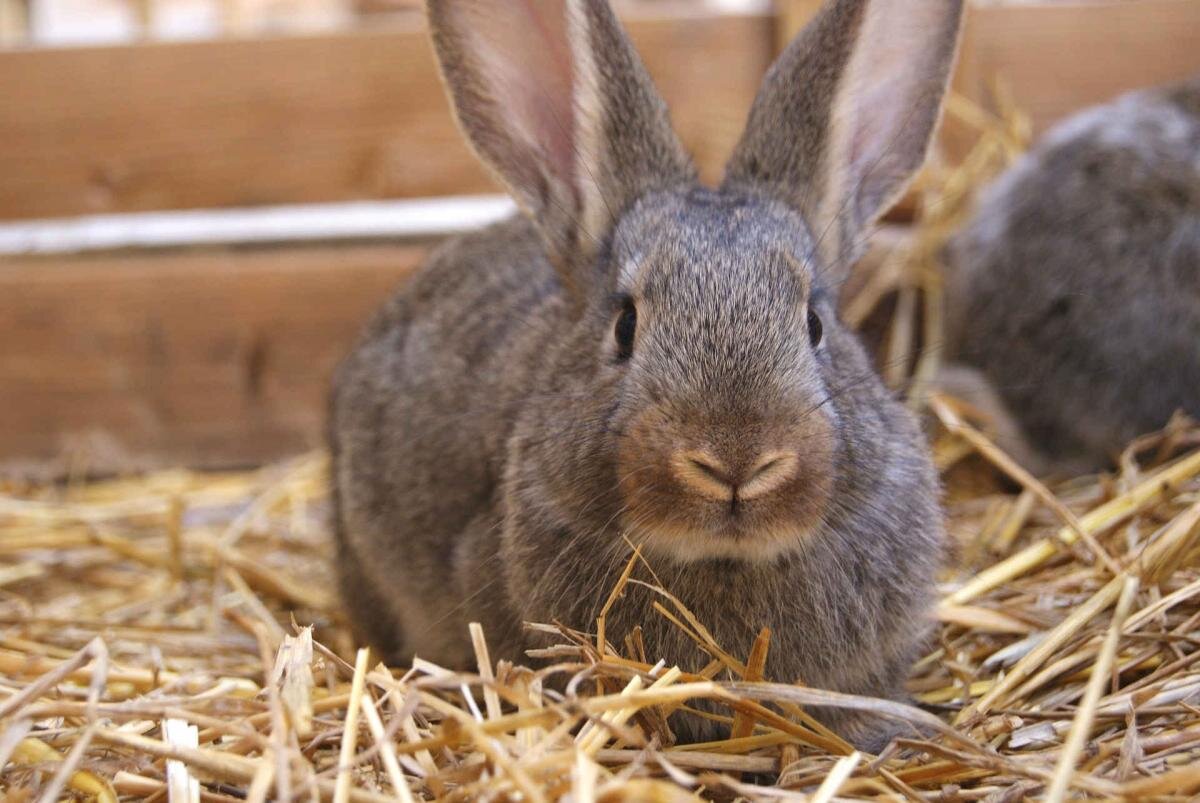 Кролики могут жевать сено более 7 часов в сутки. Поэтому в сеннике должна постоянно содержаться сухая трава. 