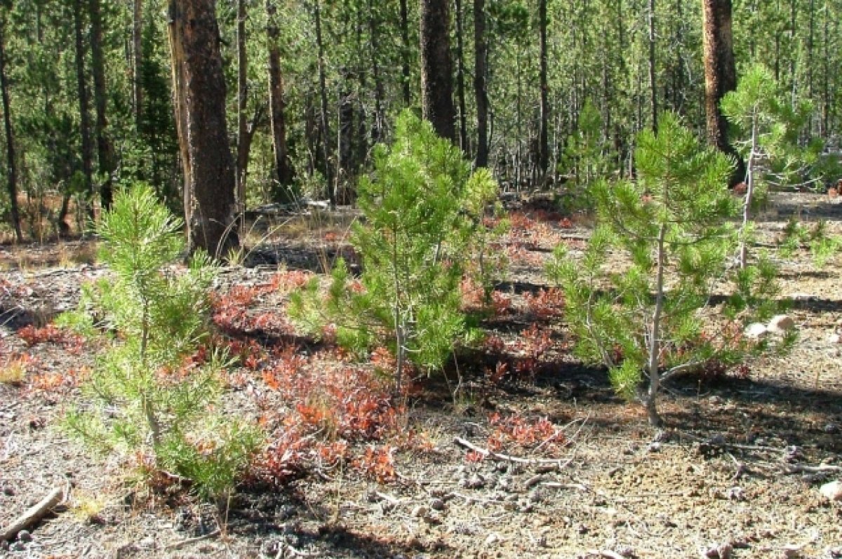    В Чувашии высадят более 50 тыс. деревьев в память о погибших в годы войны
