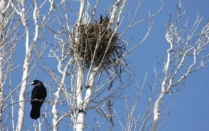 Высоко сижу, далеко гляжу