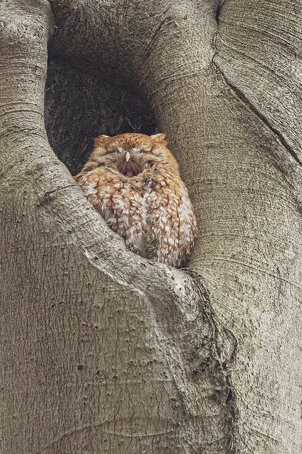 Название Eastern Screech Owl(Red Morph), Connecticut, 2021; Автор Christopher Wisker; https://500px.com/photo/1031463045/eastern-screech-owlred-morph-connecticut-2021-by-christopher-wisker
