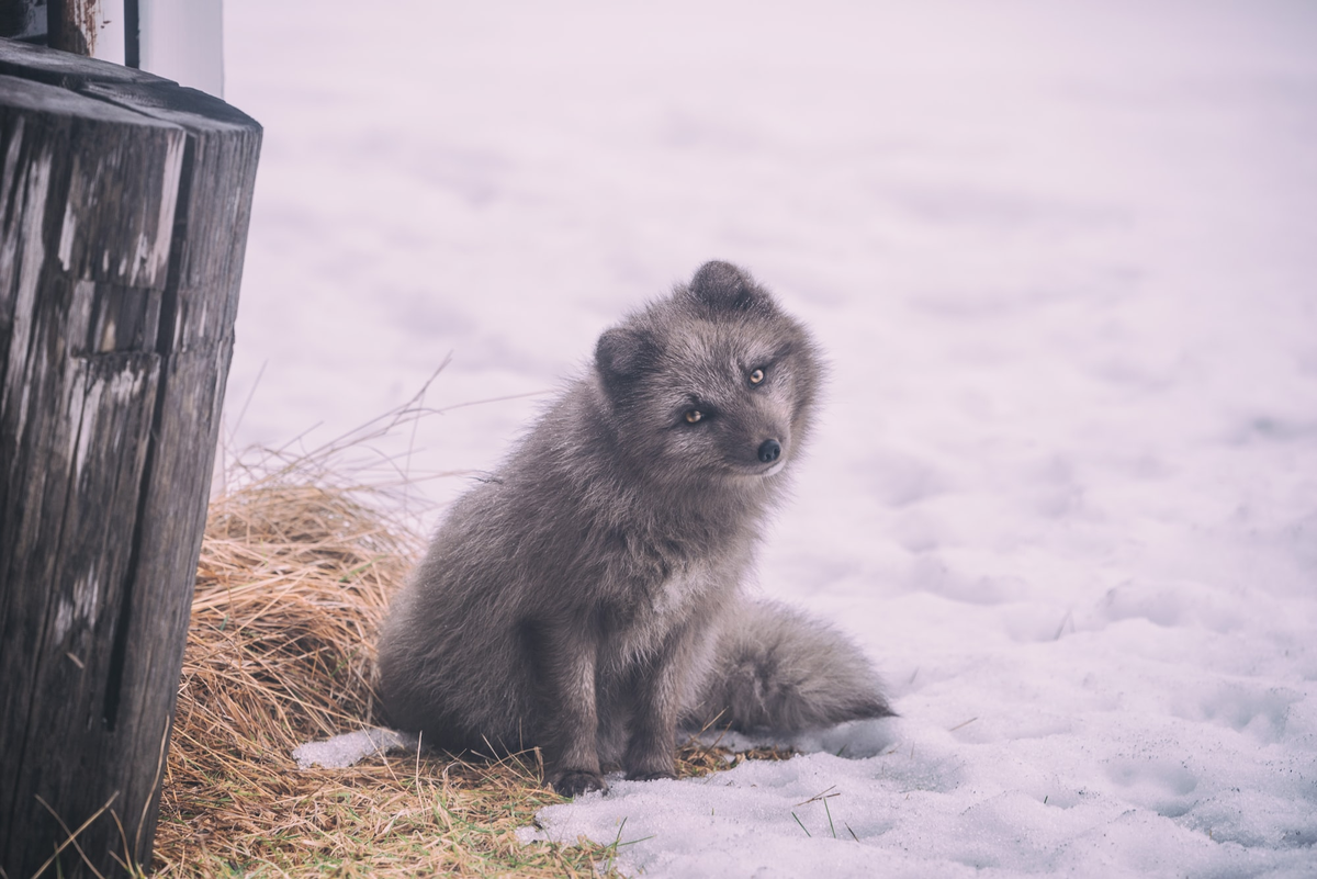 Арктическая лиса. Фото: Jonatan Pie / Unsplash