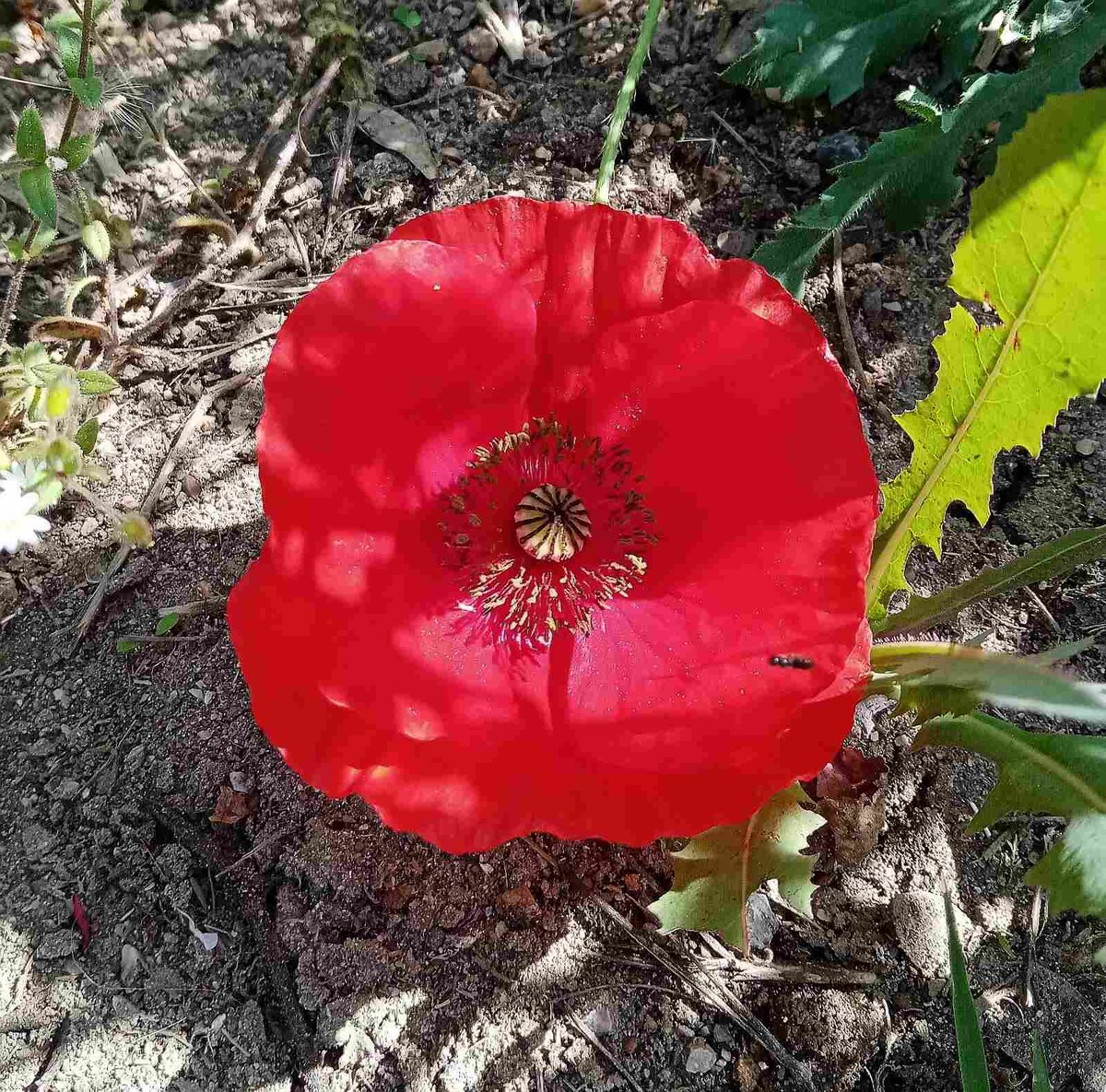 Красный мак - это шаблон общепризнанный.