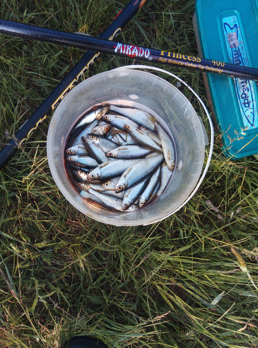 Мы с другом (young fisherman) наловили почти ведро. Ловили на одном месте и на опарыша. Ещё купили прикормки, но по ходу дела она и не понадобилась. Сходила и крупная рыба, а что делать, что наловили, то и наловили! 