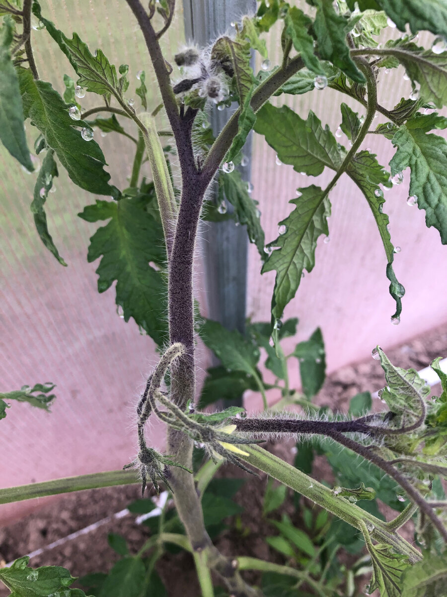 Бутоны на томатах