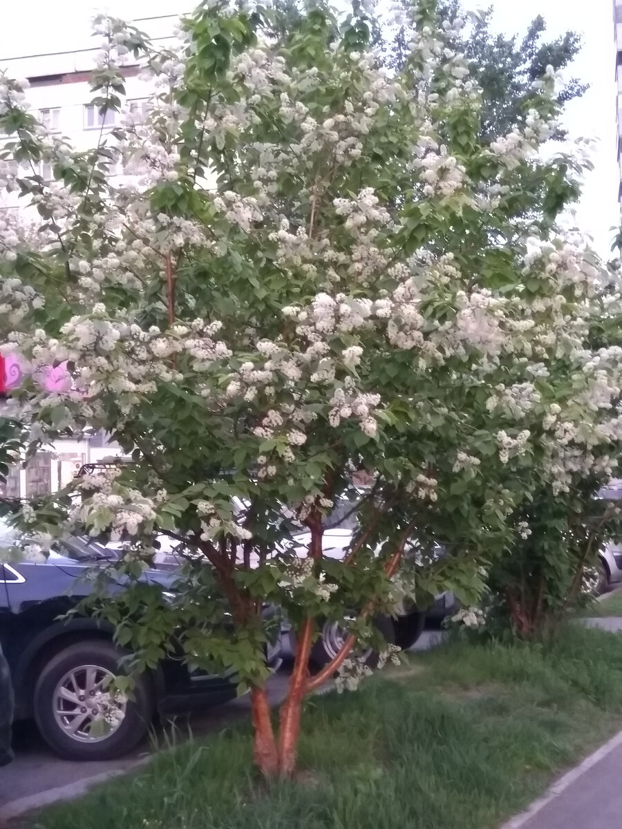 Фото автора. Лето, ты такое крутое! Но не горячись так).