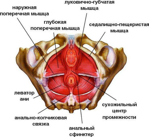 Основные тазовые мышцы.