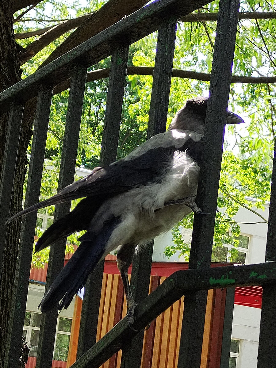 Как-будто в детство давнее ведут меня они... | Детство босоногое | Дзен